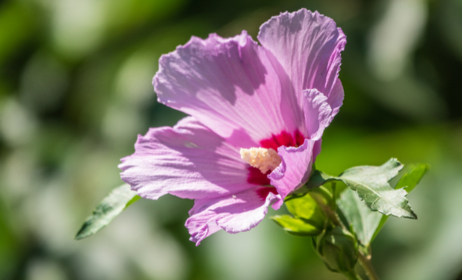 Mocsári hibiszkusz gondozása, metszése, szaporítása